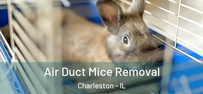  Air Duct Mice Removal Charleston - IL